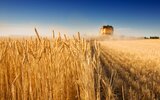 Gmina Łuków: Żniwa czas kończyć