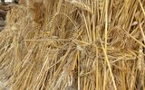Telatyn: Dożynki w Nowosiółkach